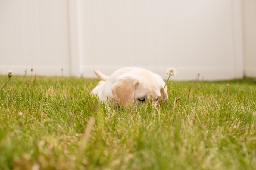 Photo puppy, above